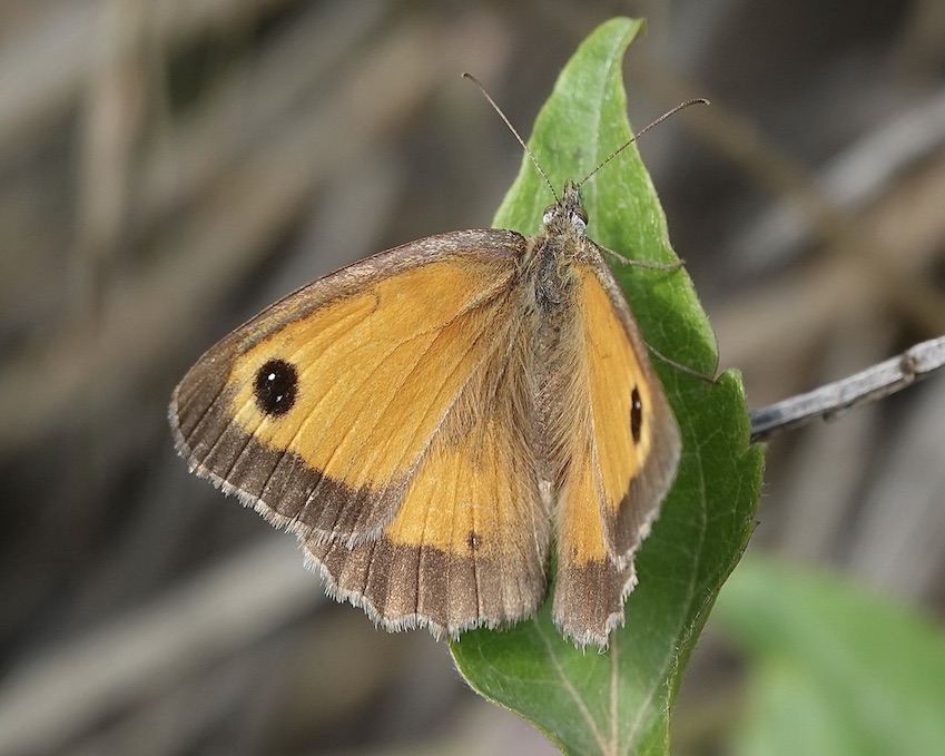 southern gatekeeper